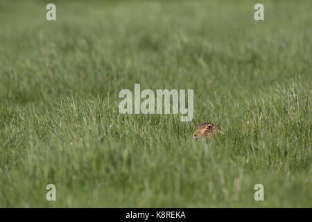 Europäische Hase (Lepus europeaus) Erwachsenen, ruht in einer Rasenfläche, Suffolk, England, März Stockfoto