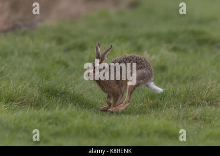 Europäische Hase (Lepus europeaus) Erwachsenen, laufen in einer Rasenfläche, Suffolk, England, März Stockfoto