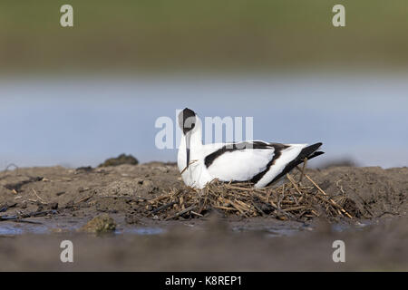 Eurasischen Säbelschnäbler (Recurvirostra Avosetta) Erwachsene, sitzen auf Nest, das Hinzufügen von Nistmaterial, Suffolk, England, April Stockfoto