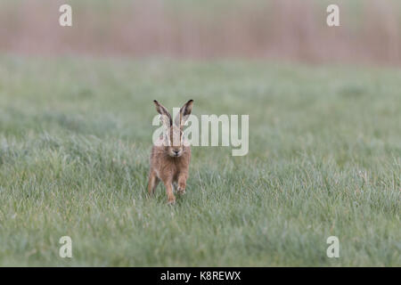 Europäische Hase (Lepus europeaus) Erwachsenen, laufen in einer Rasenfläche, Suffolk, England, März Stockfoto