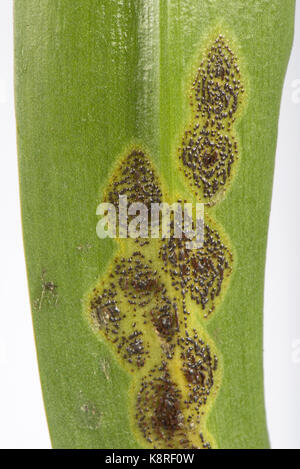 Bluebell Rost, Uromyces Muscari, Krankheitsbereiche Pusteln chloritic mit braunen schwarzen Flecken auf den Blättern von spanischen Glockenblumen in Blüte. Stockfoto