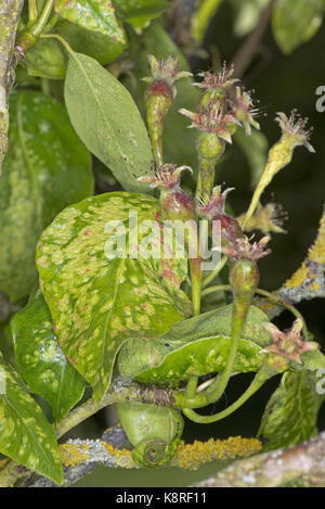 Schäden, die früh in der Saison durch Birne Blatt Blister Milben Eriophyes Pyri, die Blätter und Ihre Früchte Birnen, Mai Stockfoto