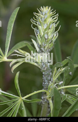 Lupin Blattläuse, Macrosiphum Albifrons, Befall an Stängel und apikalen Triebe von einem jungen Baum Lupine, Lupinus Arboreus, eine ernsthafte saugen Pflanzenkrankheiten in sp Stockfoto