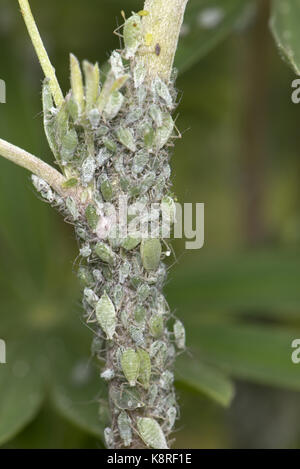 Lupin Blattläuse, Macrosiphum Albifrons, Befall an Stängel und apikalen Triebe von einem jungen Baum Lupine, Lupinus Arboreus, eine ernsthafte saugen Pflanzenkrankheiten in sp Stockfoto