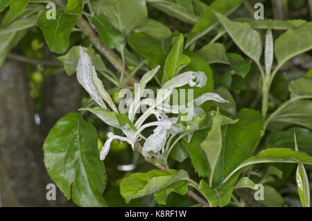 Primäre Mehltau, Podosphaera Leucotricha, Infektion an den jungen Blättern der Apfelbaum, Berkshire, Mai Stockfoto