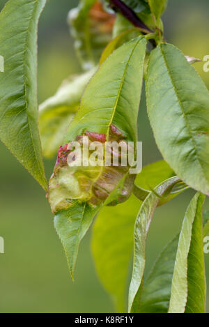 Pfirsich leaf curl, Taphrina defrmans, eine Pilzkrankheit verformen und Blasenbildung die Blätter auf einem jungen Nektarine Baum in einem Garten, Obstgarten, Mai Stockfoto
