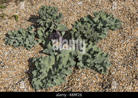 Meerkohl Crambe Maritima, Pflanze und essbare Blätter auf Chesil Beach. Ein Vorfahre von Gemüse Kohl und auch als Gemüse selbst verwendet Stockfoto