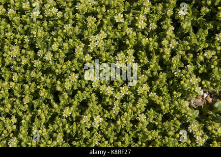Englische Fetthenne, Sedum Anglicum, blühen auf dem Kies Chesil Beach, Dorset, Mai Stockfoto