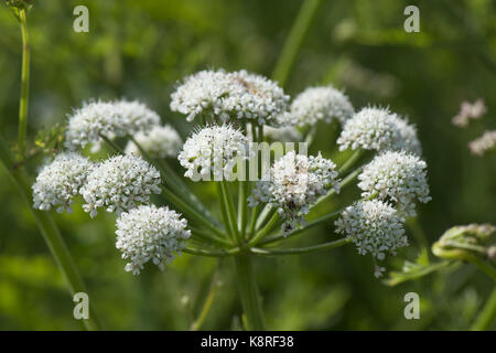 Hemlock Wasser asiatische, Oenanthe Crocata, weiße Dolden giftiger Doldengewächse Pflanze gegen einen blauen Sommerhimmel, Chesil Beach, Dorset, Mai Stockfoto