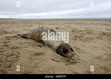 Tot gemeinsame Seal pup auf Norfolk Strand im abgedeckten fliegt Stockfoto