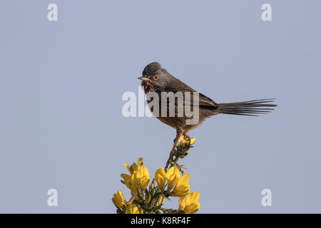 Dartford Warbler auf Ginster, Kelling Heide Norfolk Stockfoto