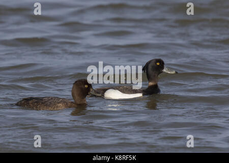 Reiherente Paar im Sommer Gefieder. Stockfoto