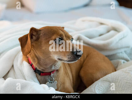 Cute chiweenie zusammengerollt in einer weißen Decke auf ungemachten Bett Stockfoto