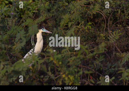 Bedeckte heron Stockfoto