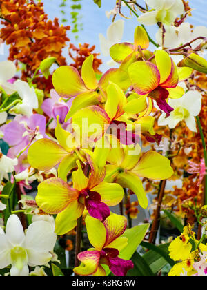 Gemischten bunten Orchideen auf dem Display in einem Haus Garten. Stockfoto