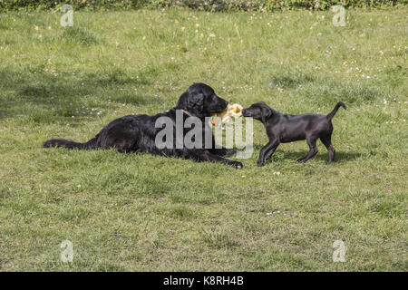 Flat Coated Retriever spielen mit einem schwarzen Labrador Welpen, 10 Wochen alt. Stockfoto