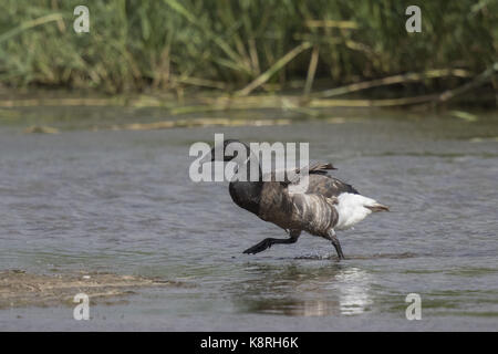 Brent Goose auf deepdale Marsh, Norfolk. Dunkle bauchige Rennen. Stockfoto