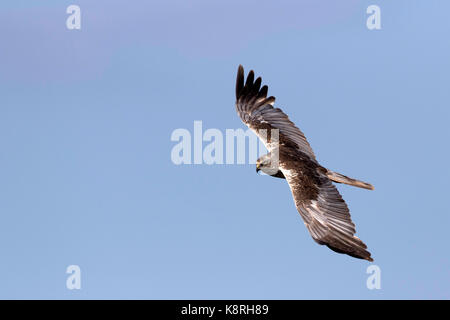 Männliche Rohrweihe Deepdale Marsh Norfolk fliegen. Stockfoto