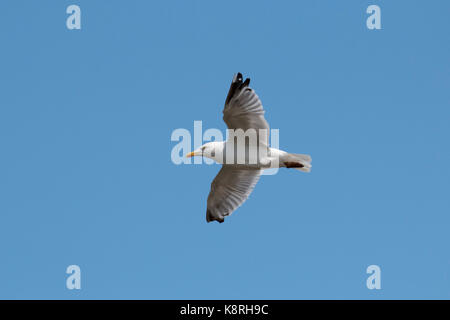 Silbermöwe im Flug Stockfoto