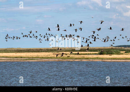 Kanada und Graugänse fliegen über Deepdale Marsh Norfolk. Stockfoto