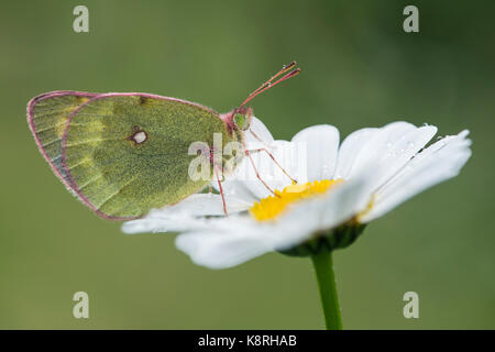 Berg Berg bewölkt bewölkt gelb (gelb) auf Ox-eye Daisy (Leucanthemum vulgare), männlich, Val de Bagnes, Wallis Stockfoto