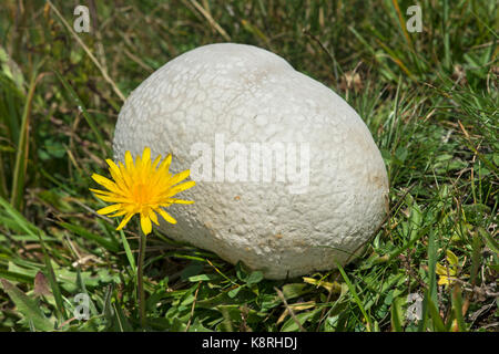 Riesige puffball (Calvatia gigantea) in einer Wiese, Wallis, Schweiz Stockfoto