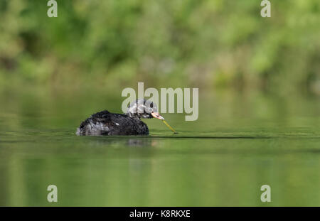 Küken - zwergtaucher Tachybaptus ruficollis.de Stockfoto