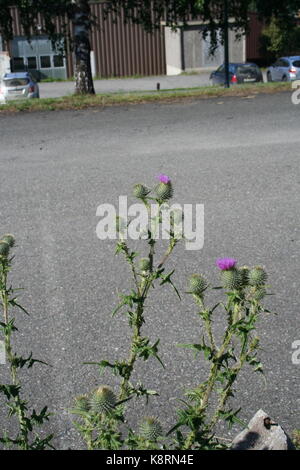 Unsortiert Anlage Bilder (in Arbeit) Stockfoto