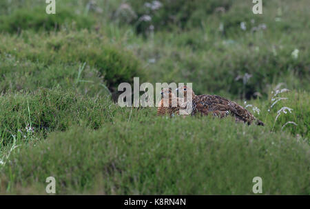 Eine Familie von Moorschneehühner - Lagopus Lagopus Scotica. Stockfoto