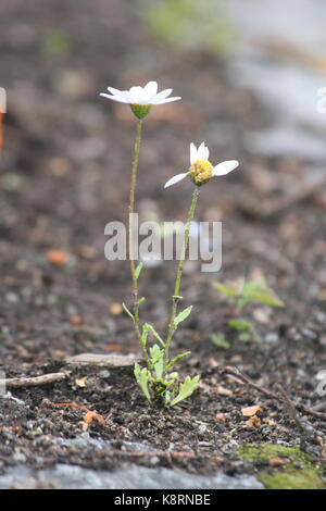 Unsortiert Anlage Bilder (in Arbeit) Stockfoto