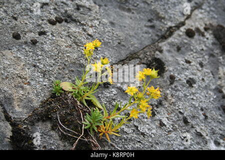 Unsortiert Anlage Bilder (in Arbeit) Stockfoto