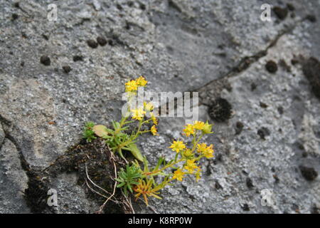 Unsortiert Anlage Bilder (in Arbeit) Stockfoto