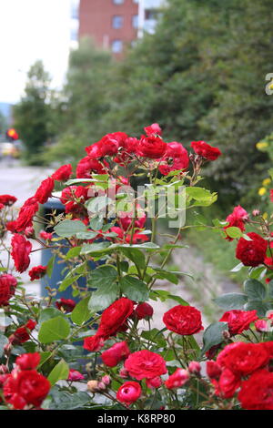 Unsortiert Anlage Bilder (in Arbeit) Stockfoto