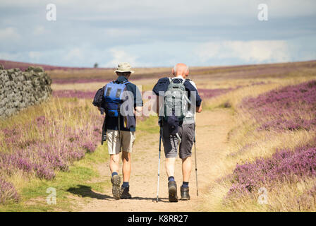 Reife männliche Wanderer auf dem Cleveland Way National Trail in die North York Moors National Park. North Yorkshire, England. UKg Stockfoto