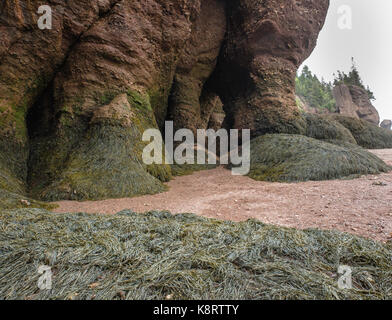 Algen bleibt auf dem Meeresboden nach Gezeiten Wasser abfließt, Hopewell Rocks, Fundy National Park, Bucht von Fundy, New Brunswick, Kanada Stockfoto