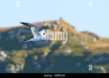 Nördliches Gannet, Morus Bassanus, Auf Der Flucht Über Die Barentssee, Nahe Den Gjesværstappan-Inseln Nördlich Des Norwegischen Polarkreises. Stockfoto