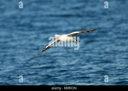 Nördliches Gannet, Morus Bassanus, Auf Der Flucht Über Die Barentssee, Nahe Den Gjesværstappan-Inseln Nördlich Des Norwegischen Polarkreises. Stockfoto