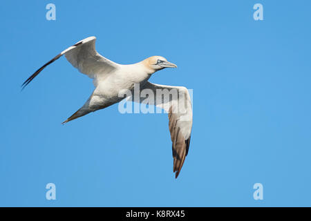 Nördliches Gannet, Morus Bassanus, Auf Der Flucht Über Die Barentssee, Nahe Den Gjesværstappan-Inseln Nördlich Des Norwegischen Polarkreises. Stockfoto