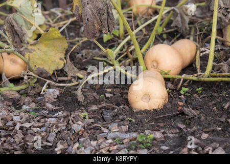 Cucurbita moschata. Butternut-kürbis 'Hercules' in einem Gemüsegarten wächst. Großbritannien Stockfoto