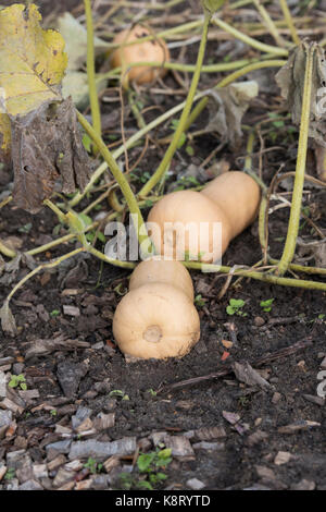 Cucurbita moschata. Butternut-kürbis 'Hercules' in einem Gemüsegarten wächst. Großbritannien Stockfoto