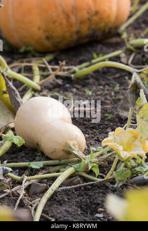 Cucurbita moschata. Butternut-kürbis 'Hercules' in einem Gemüsegarten wächst. Großbritannien Stockfoto