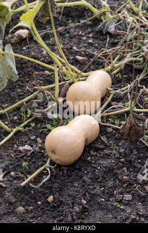 Cucurbita moschata. Butternut-kürbis 'Hercules' in einem Gemüsegarten wächst. Großbritannien Stockfoto