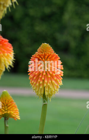 Kniphofia caulescens. Caulescent red-hot poker Stockfoto