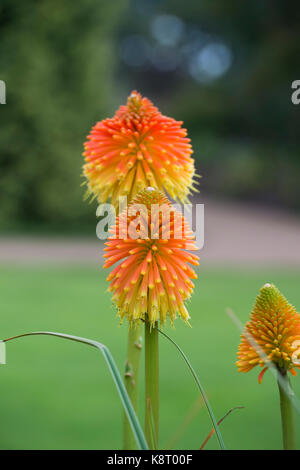 Kniphofia caulescens. Caulescent red-hot poker Stockfoto