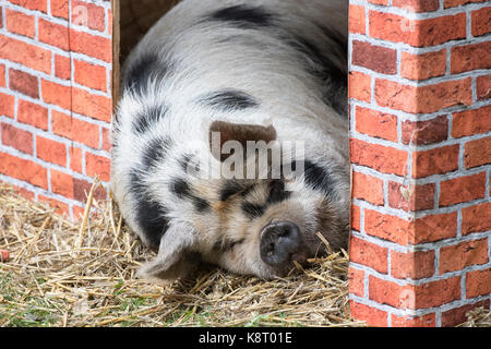 Sus scrofa domesticus. Kunekune Schwein schlafend in einer temporären Pen an der königlichen Grafschaft Berkshire. Newbury, Berkshire. Großbritannien Stockfoto