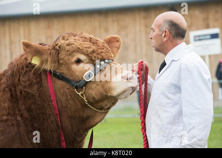 Bos taurus. Limousin Stier, die gezeigt an der königlichen Grafschaft Berkshire. Newbury, Berkshire. Großbritannien Stockfoto