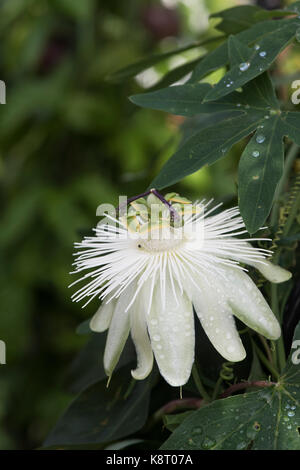 Passiflora 'Constance Elliott'. passionsblume 'Constance Eliott'. Weiße Passionsblume Stockfoto