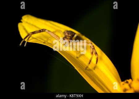 Eine Spinne Sitzstangen auf eine gelbe Blume. Stockfoto