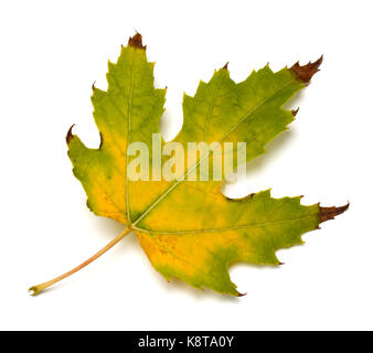 Herbst vergilbten maple leaf auf weißem Hintergrund Stockfoto