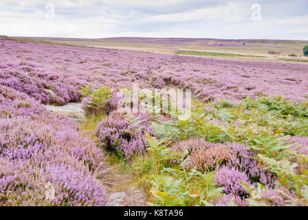 Derbyshire, Großbritannien: 24. Aug. 2014: die malerische Landschaft der Heide rosa mit Heather in Blume am 24. August im Peak District, ENGLAND Stockfoto